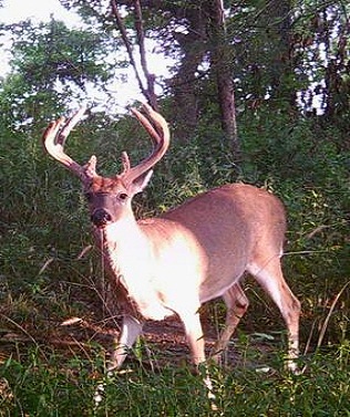 Whitetail Trophy Tracts